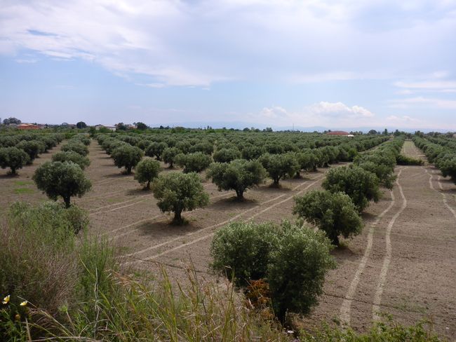 Olive grove 1