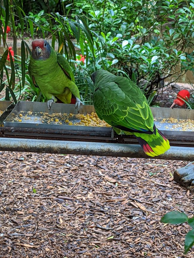 07.06.2022 - Vogelpark und Wasserfälle