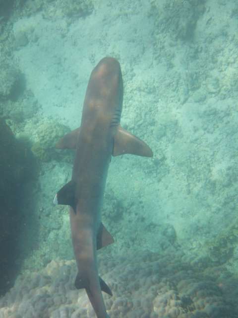 Baby Shark spotted while snorkeling
