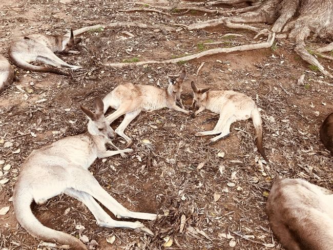 Kangaroos... lazy bunch