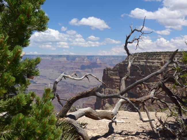 Grand Canyon (Western USA Road Trip Part 8)