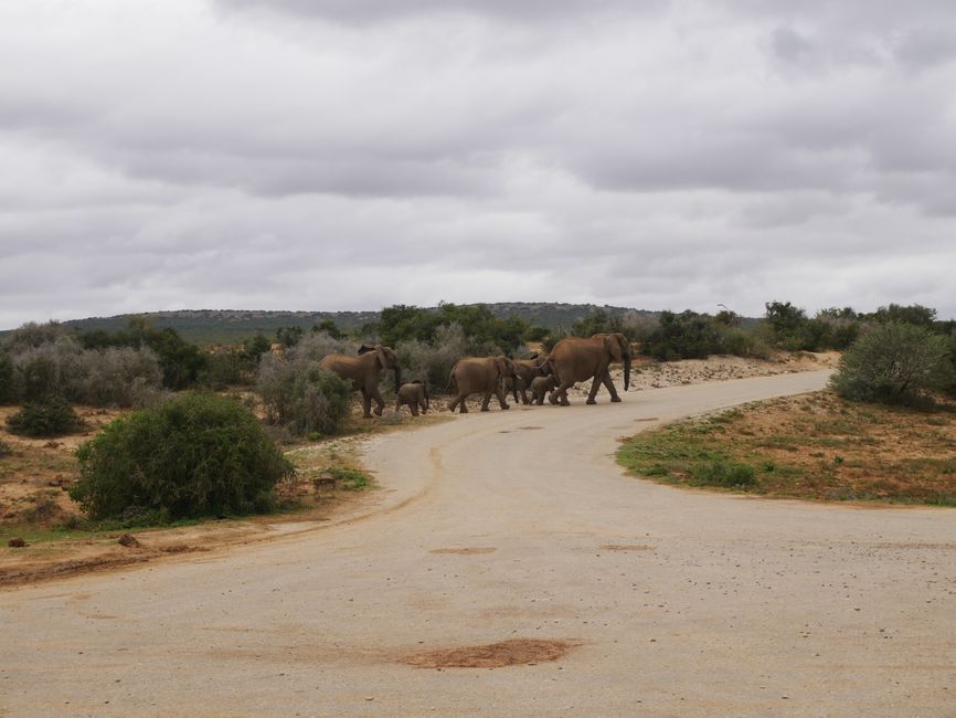 I'm at Addo Elephant National Park.