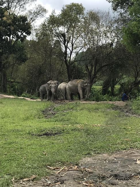 大象保護區的一天