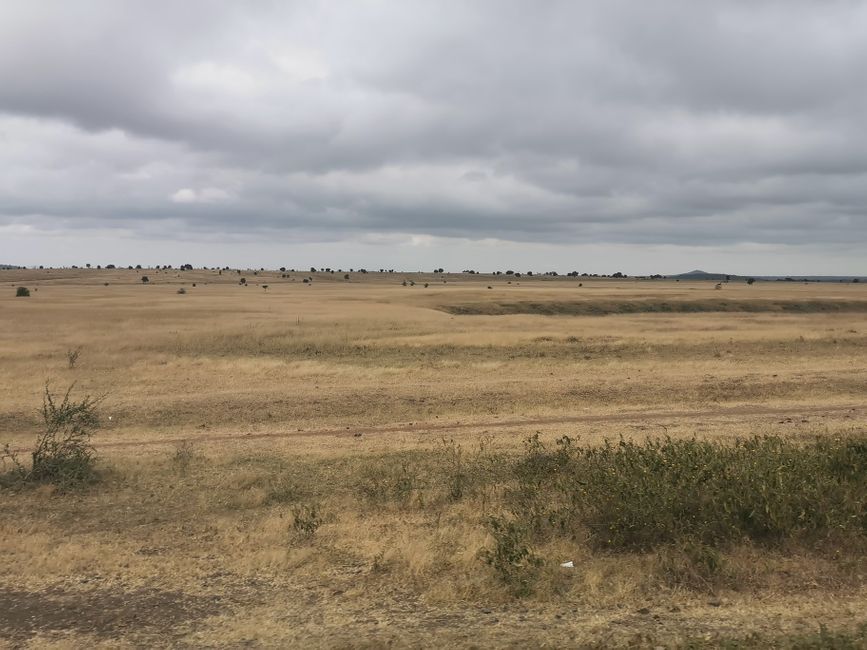 AAFRIKA- SÄÄSK hammustab, RIIS on valmis, MALAARIA.