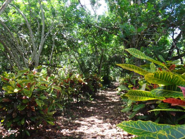 गैलापागोस द्वीप समूह के वनस्पति आ जीव-जंतु