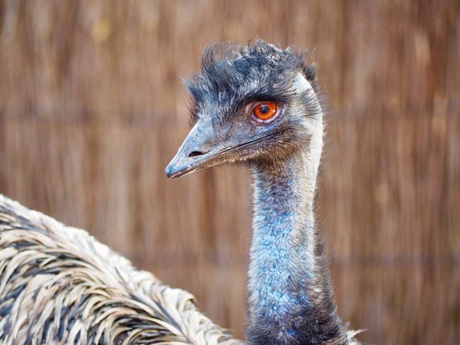 not a Strauss but an Emu