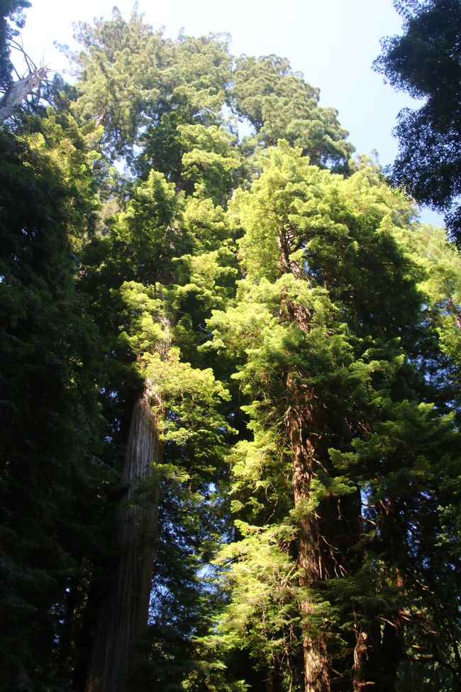 Parc nacional i estatal de Redwood/Califòrnia