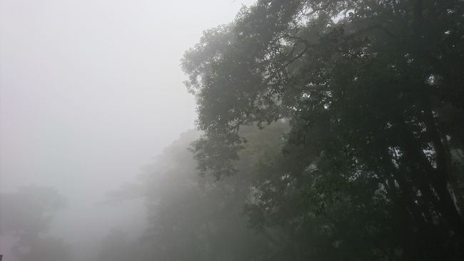 Nebelwald in Montverde