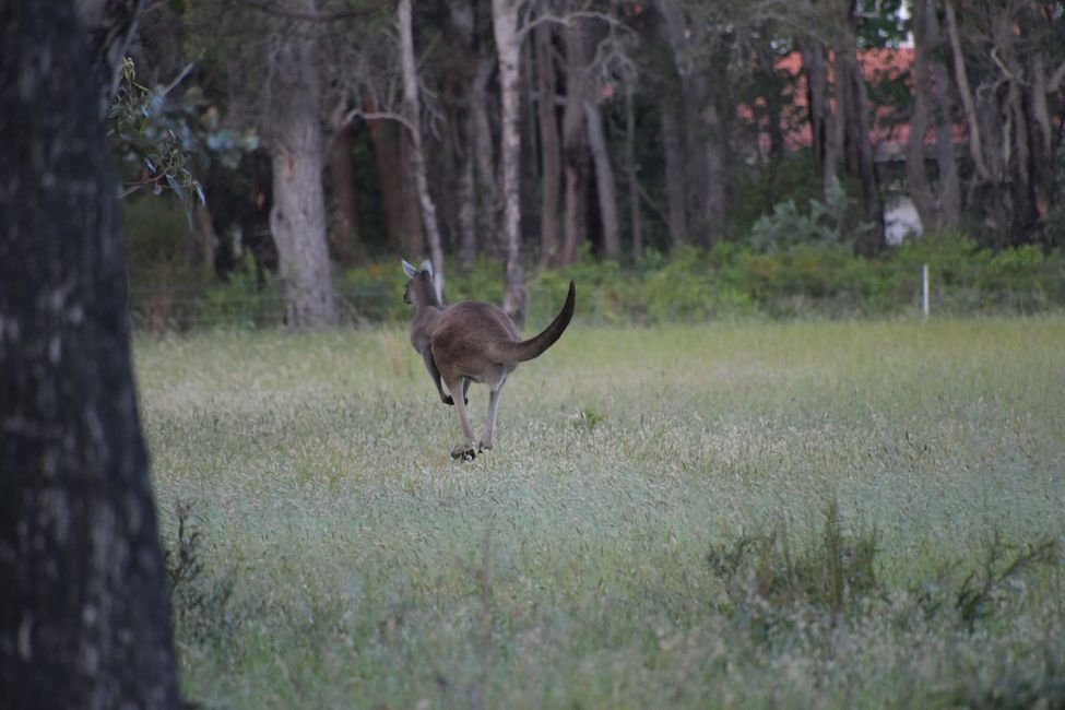 Giant Kangaroo