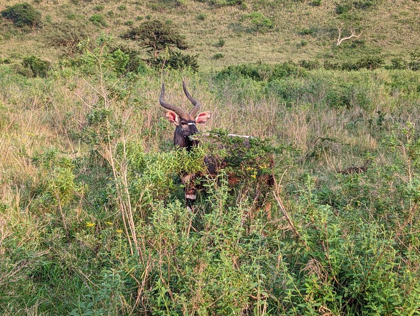 Hluhluwe-Imfolozi-Nationalparks