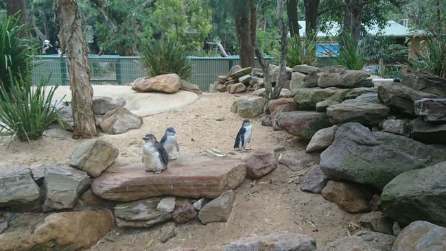 Kleine Pinguine 