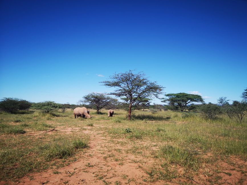 Rhino-Trekking