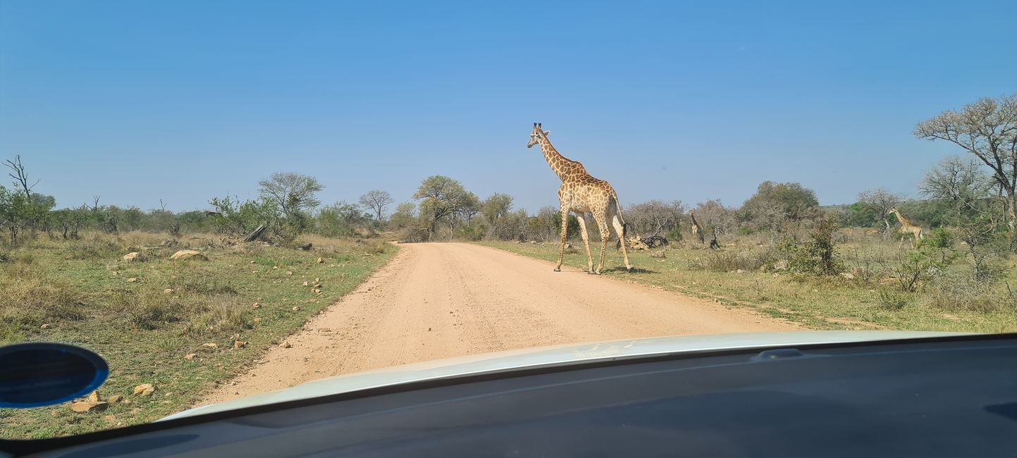 Day 2 (Kruger National Park)