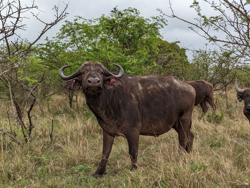 🐃