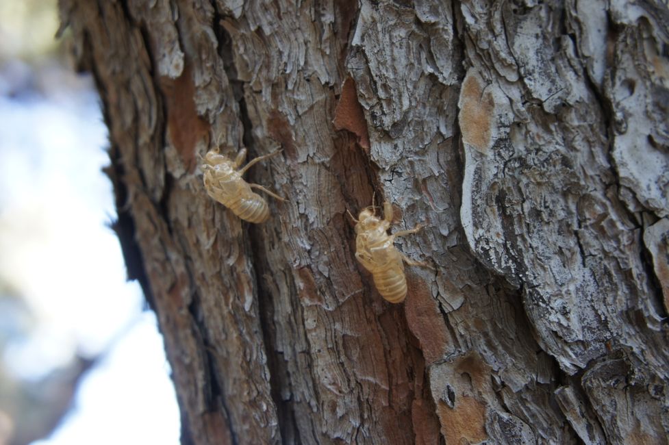 Perhaps figurines of cicadas?