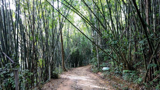 Das Grün der Bambuswälder