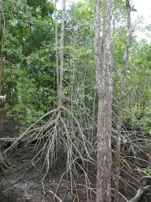 Mangroven mit ihren riesigen Wurzeln die bei Flut unter Wasser sind