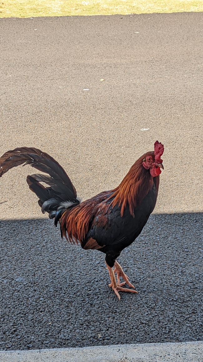 A rooster at Budget