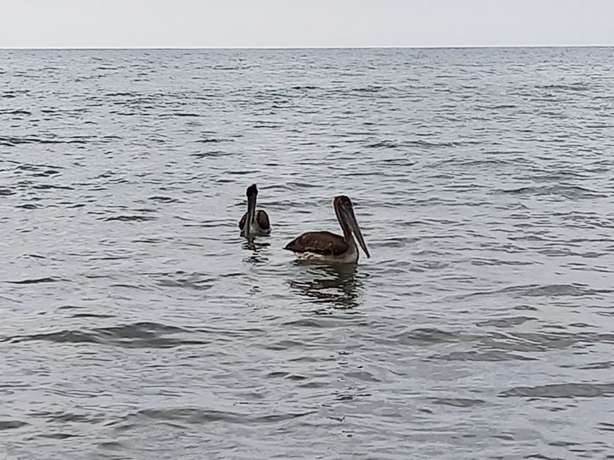 Pelikane, im Wasser