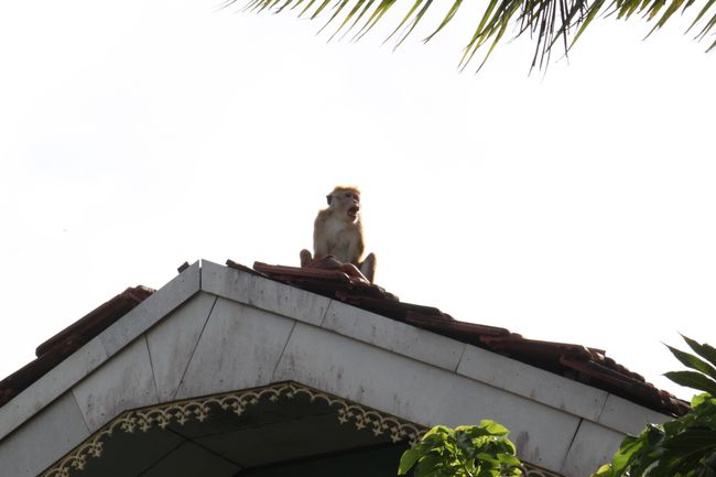 Affe auf Hausdach in Weligama