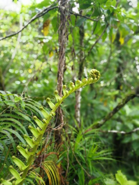 So green - ferns on the Cross Island Track, Rarotonga, Cook Islands