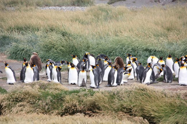 King penguins - the true penguins