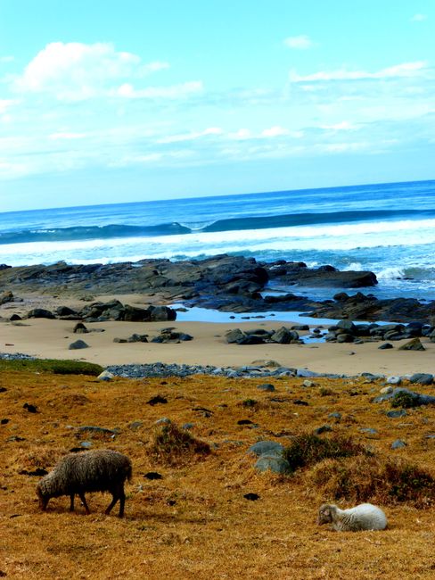 Alles ein bisschen ungezähmter - Die Wild Coast von Südafrika