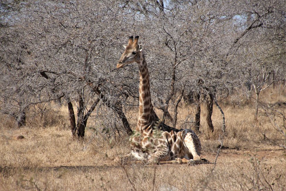 Dag 18: E Gaart voller Giraffen & zréck op Johannesburg