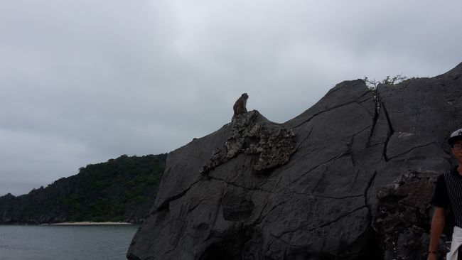 Monkey on top of Monkey Island