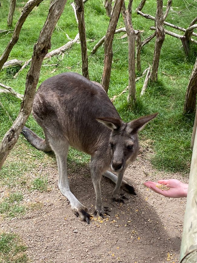 Känguru in der Moonlit Sanctuary