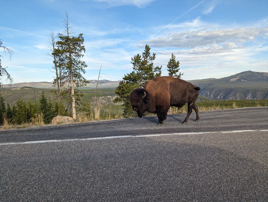 Yellowstone: Nature and Wildlife