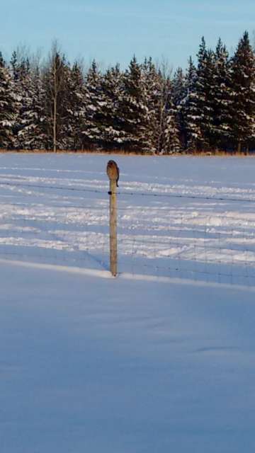 Yesterday, an owl watched us while we were feeding ;)