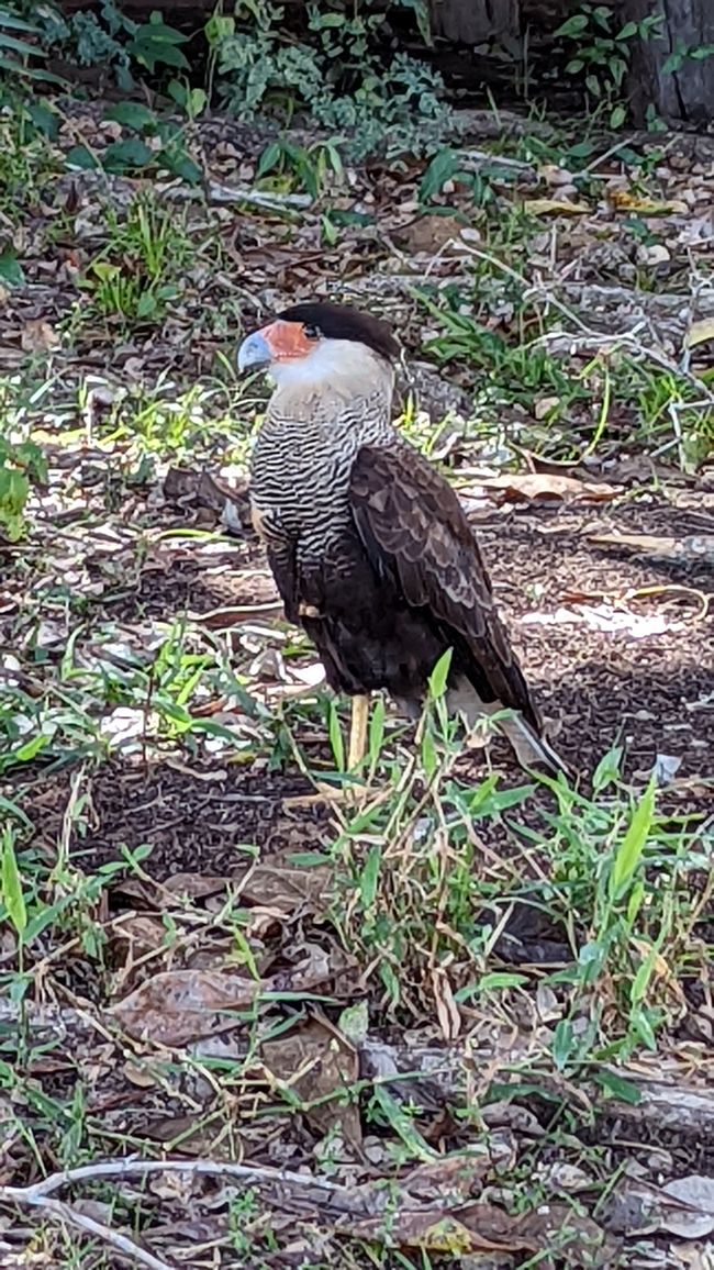 Aufenthalt im Süd Pantanal (Zusammenfassung)