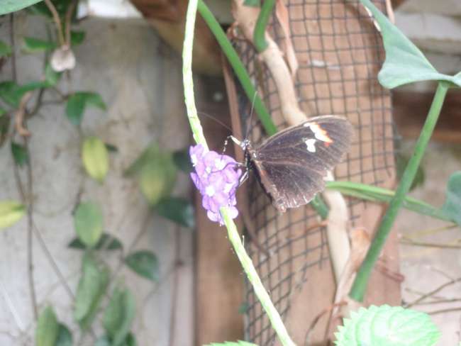 6.3. Mariposa y Jardín de Orquídeas