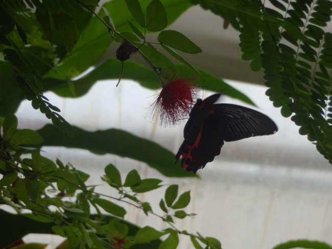 6.3. Mariposa y Jardín de Orquídeas