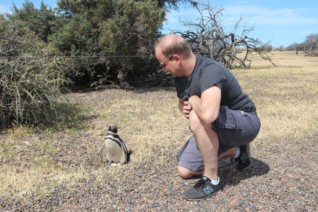 Haben Pinguine eigentlich Knie?