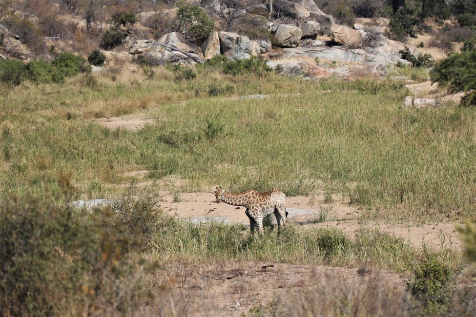 Jour 17 : Nous explorons le sud du parc national Kruger