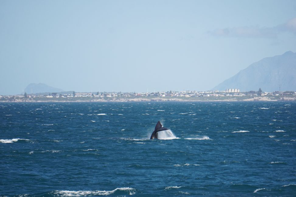 Hermanus ♥️