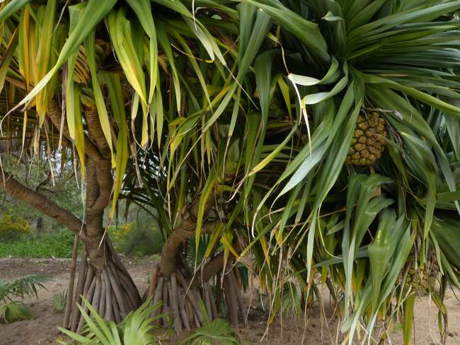 Palme aus dem afrikanischen Garten