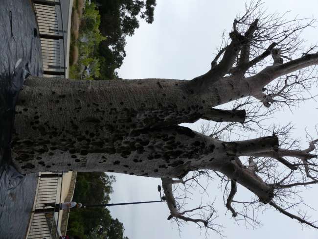 Ein 750 Jahre alter Baum