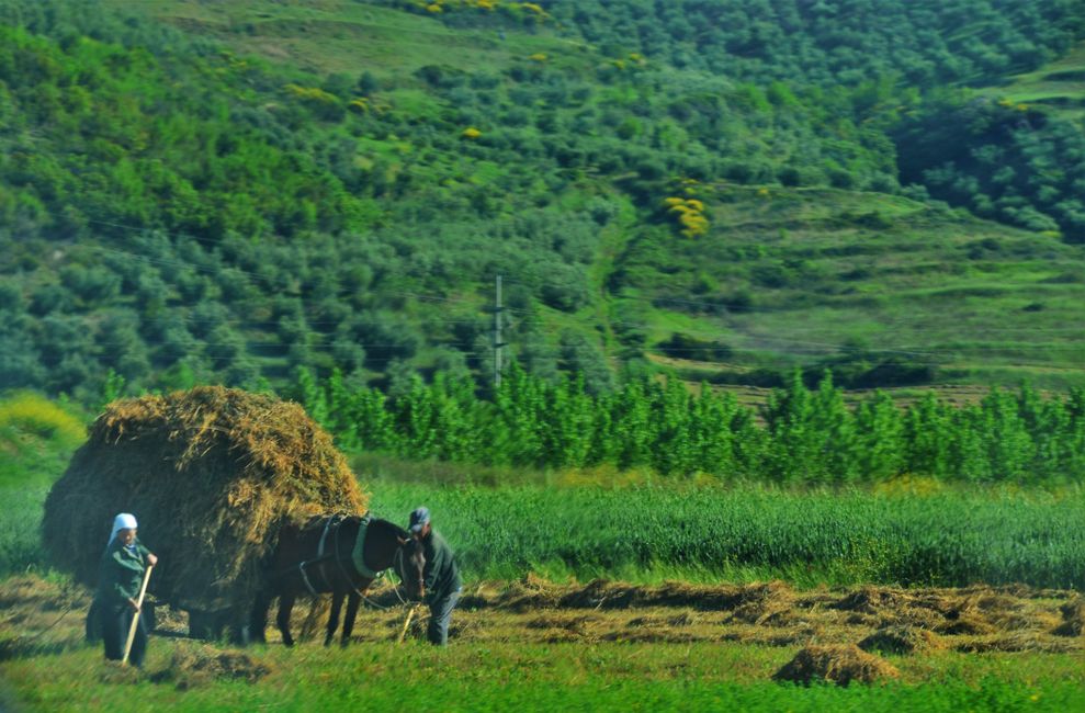 Hay harvest, just like in grandma's times (*in Germany during grandma's times, hay harvest is obviously still done this way in Albania, at least here.) 
