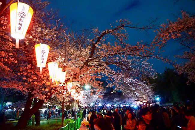 Sakura abends im Ueno Park