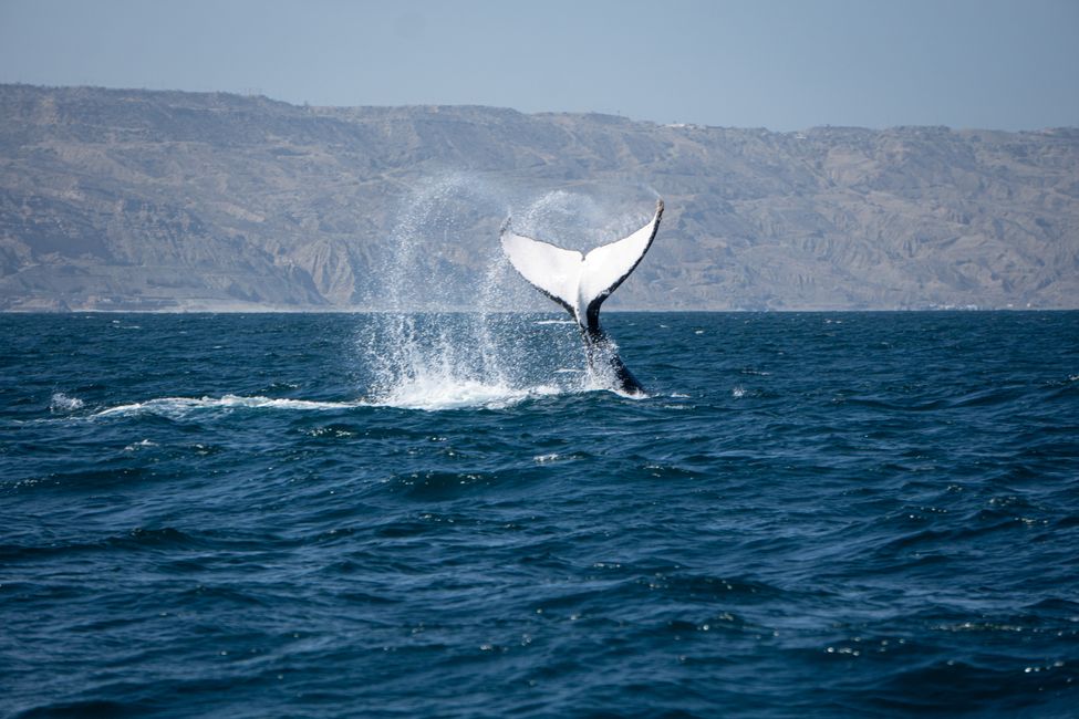 The impressive humpback whales