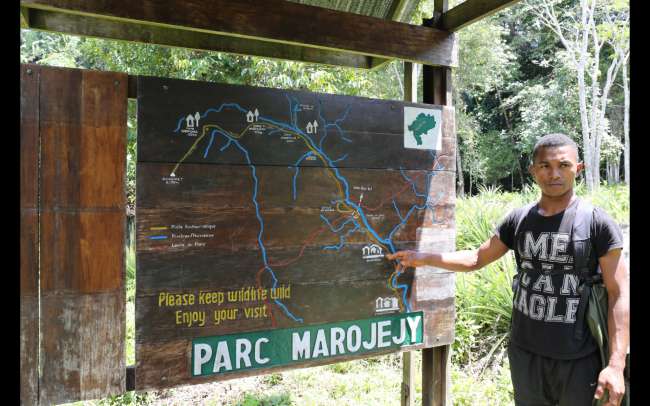 Rainforest trek in Marojejy National Park