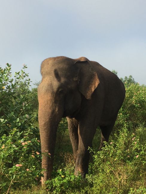 Tag 32+33: Udawalawe, श्रीलंका - Safari durch den Udawalawa Nationalpark