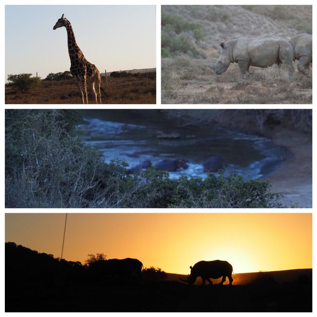 Nashorn, Flusspferd und Giraffe