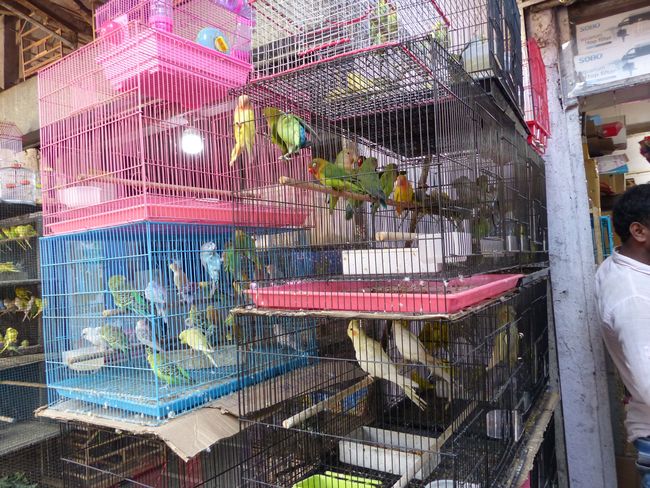 Marché aux oiseaux
