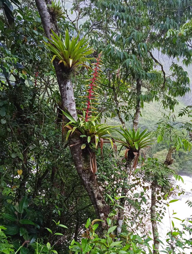 Bromelien als Aufsitzerpflanzen typisch für den Wolkenwald