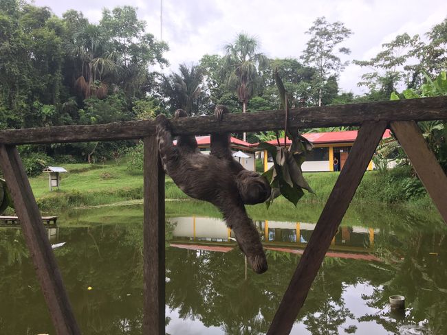 Centro de Rescate Amazónico: Hier werden z.B. vom Schwarzmarkt gerettet Tiere versorgt, aufgebaut und danach in die Wildnis entlassen. 