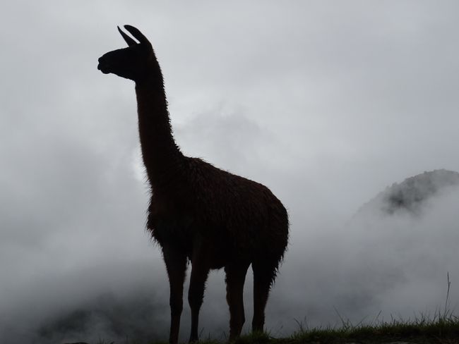 Die wahrrn Herrscher des Machu Picchu. Lamas